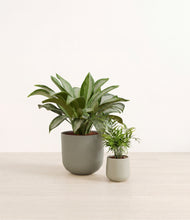 Load image into Gallery viewer, Aloe Vera*****Profile
