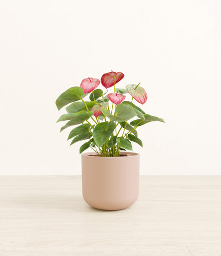 Sandy Pink*****Profile