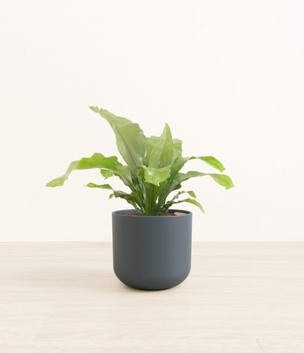 Iron Gray*****Profile