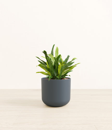 Iron Gray*****Profile