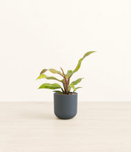 Load image into Gallery viewer, Iron Gray*****Profile
