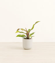 Load image into Gallery viewer, Natural Bamboo*****Profile
