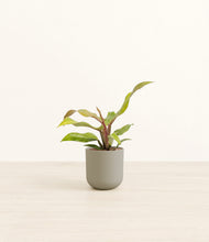 Load image into Gallery viewer, Sage Green*****Profile
