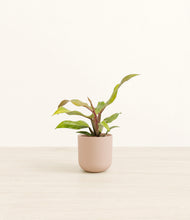 Load image into Gallery viewer, Sandy Pink*****Profile
