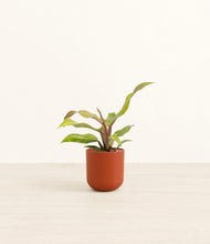 Load image into Gallery viewer, Earth Red*****Profile
