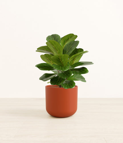 Earth Red*****Profile