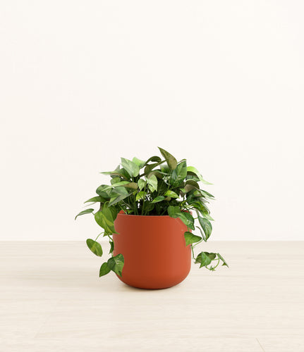 Earth Red*****Profile