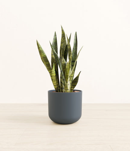 Iron Gray*****Profile