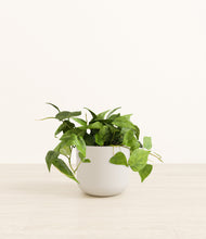 Load image into Gallery viewer, Natural Bamboo*****Profile
