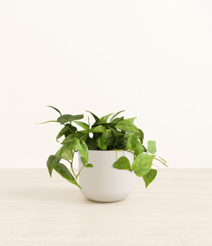 Natural Bamboo*****Profile