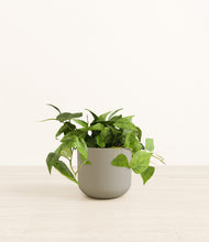 Load image into Gallery viewer, Sage Green*****Profile
