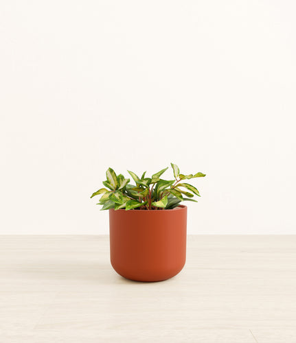 Earth Red*****Profile
