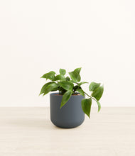 Load image into Gallery viewer, Iron Gray*****Profile
