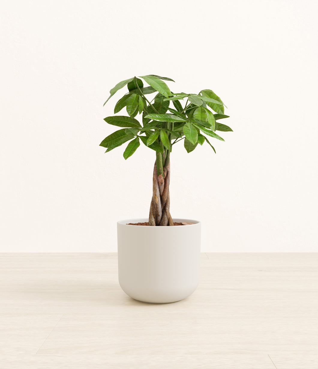 Natural Bamboo*****Profile
