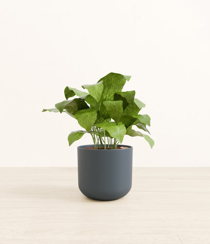 Iron Gray*****Profile