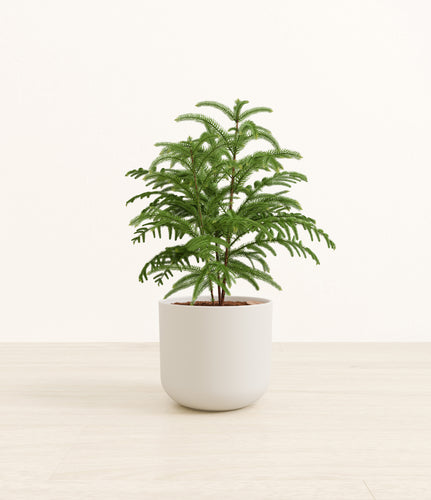 Natural Bamboo*****Profile