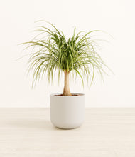 Load image into Gallery viewer, Natural Bamboo*****Profile
