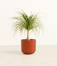 Load image into Gallery viewer, Earth Red*****Profile
