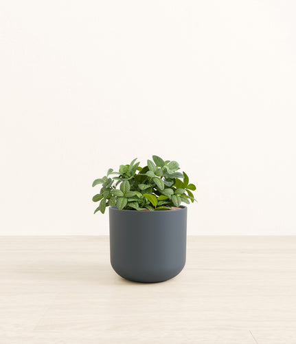 Iron Gray*****Profile