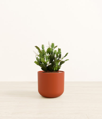 Earth Red*****Profile