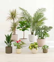 Load image into Gallery viewer, Woodland*****Profile
