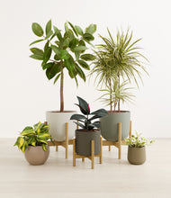 Load image into Gallery viewer, Woodland stand:three_stands

