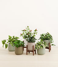 Load image into Gallery viewer, Earthy stand:three_stands
