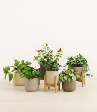 Load image into Gallery viewer, Woodland stand:three_stands
