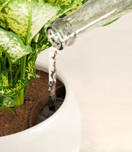 Load image into Gallery viewer, Shiny EggWhite stand:all
