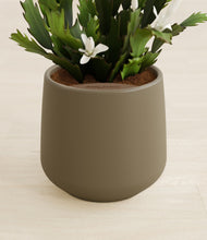 Load image into Gallery viewer, Olive stand:all
