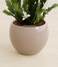 Load image into Gallery viewer, Desert Brown stand:all
