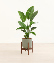 Load image into Gallery viewer, Sage Green stand:walnut
