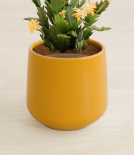 Load image into Gallery viewer, Mustard stand:all
