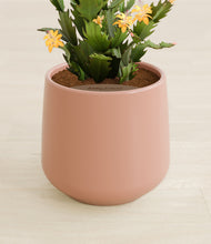 Load image into Gallery viewer, Calm Rose stand:all
