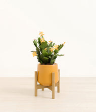 Load image into Gallery viewer, -Mustard stand:bamboo
