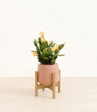 Load image into Gallery viewer, -Calm Rose stand:bamboo
