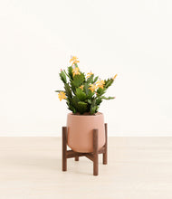Load image into Gallery viewer, -Calm Rose stand:walnut
