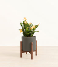 Load image into Gallery viewer, -Dark Olive stand:walnut
