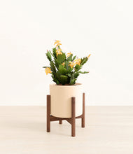 Load image into Gallery viewer, -Cream stand:walnut
