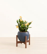 Load image into Gallery viewer, -Deep Navy stand:walnut
