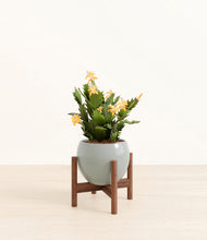 Load image into Gallery viewer, -Deep Ocean stand:walnut
