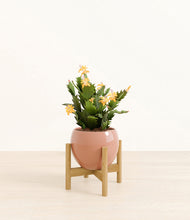 Load image into Gallery viewer, -Calm Rose stand:bamboo
