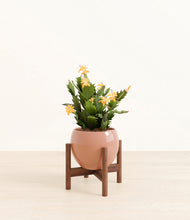Load image into Gallery viewer, -Calm Rose stand:walnut
