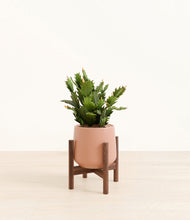 Load image into Gallery viewer, Calm Rose stand:walnut
