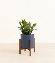 Load image into Gallery viewer, Deep Navy stand:walnut
