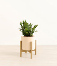 Load image into Gallery viewer, Cream stand:bamboo
