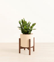 Load image into Gallery viewer, Cream stand:walnut
