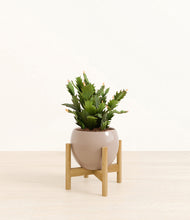 Load image into Gallery viewer, Desert Brown stand:bamboo
