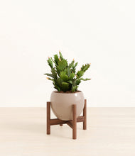 Load image into Gallery viewer, Desert Brown stand:walnut
