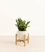 Load image into Gallery viewer, Shiny EggWhite stand:bamboo
